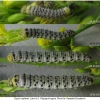 zeg eupheme larva4 volg